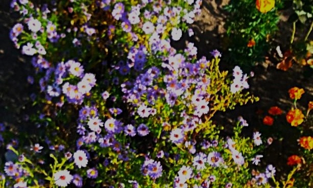 Яндекс Картинки