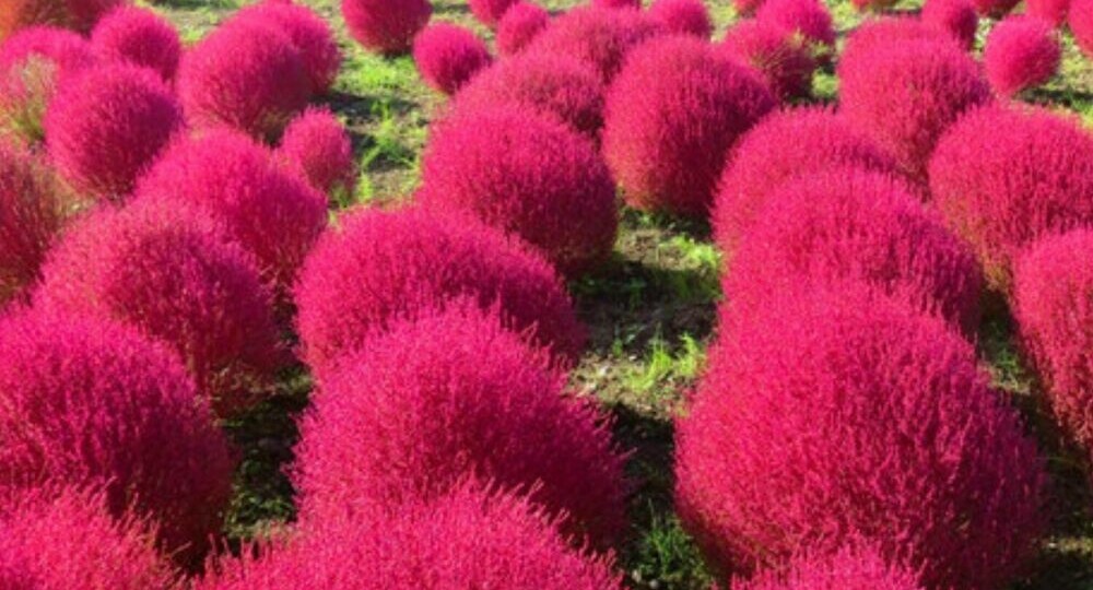 Кохия летний кипарис из семян: как вырастить пышные кусты