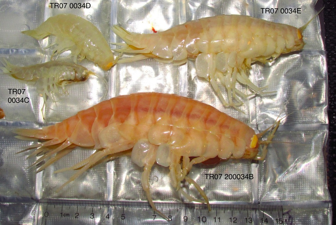 Креветкообразные организмы со дна океана.