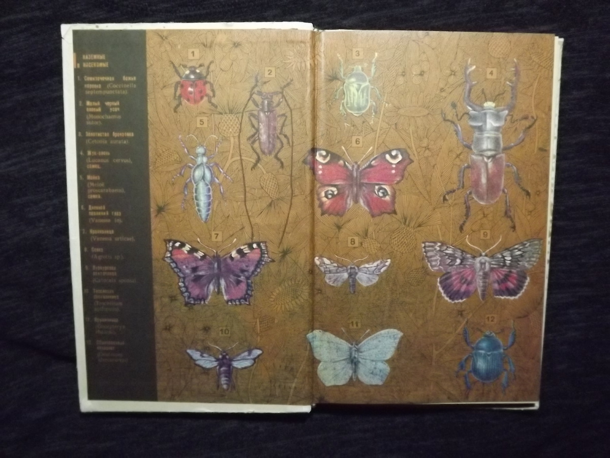 Рисунки из книги "Ваша коллекция"