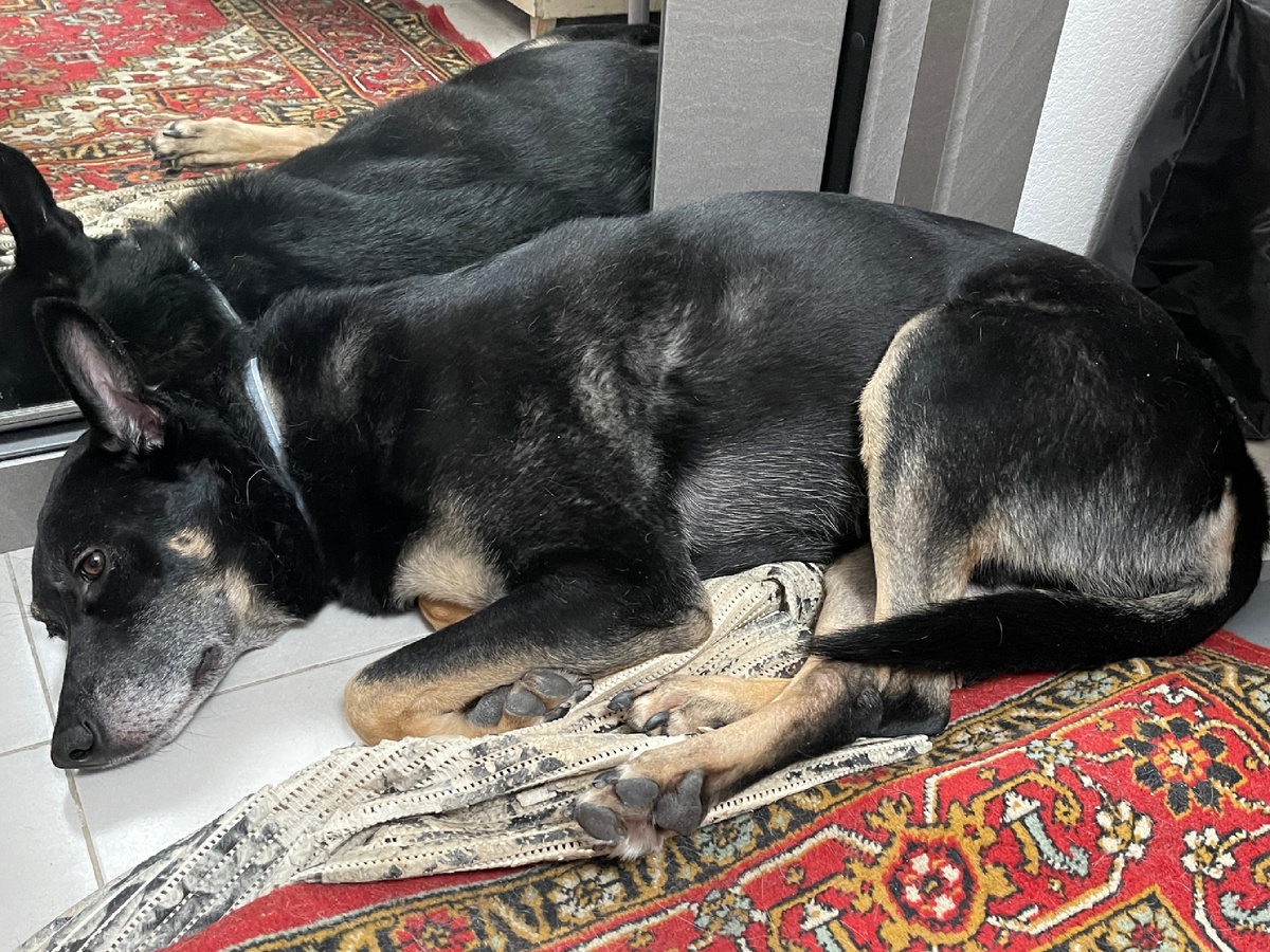 Кто придумал «прогулку»? Зачем выходить наружу? Почему нельзя мне объяснить, как нужно правильно использовать ту белую штуку, которую используют человеки? 😢