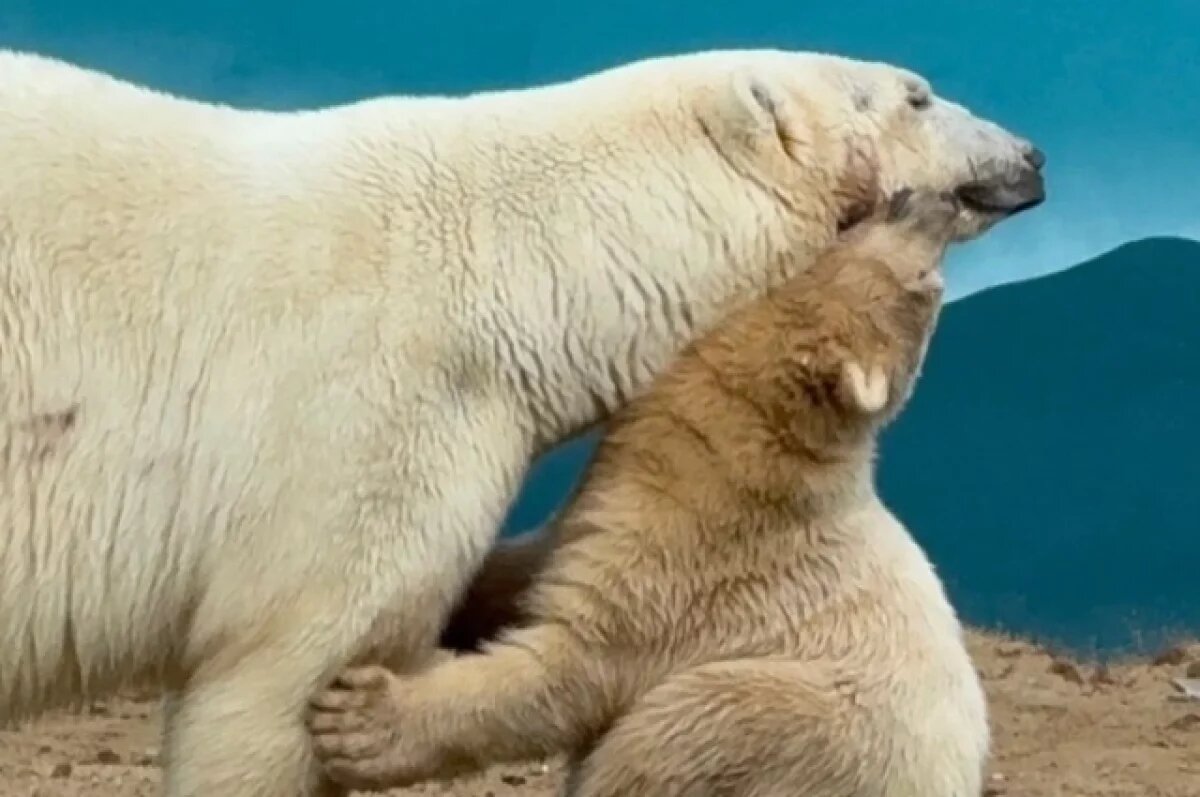    Белые медвежата растопили сердца сибиряков — 20 пушистых кадров