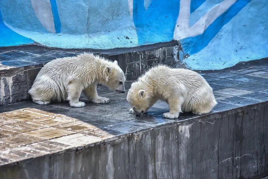    Фото: Сиб.фм/ Сиб.фм