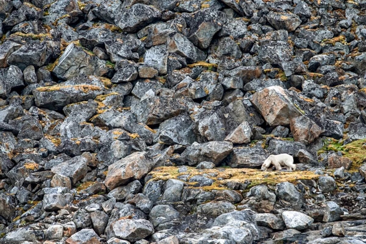    «Каменные джунгли», финалист международного конкурса «Золотая Черепаха».