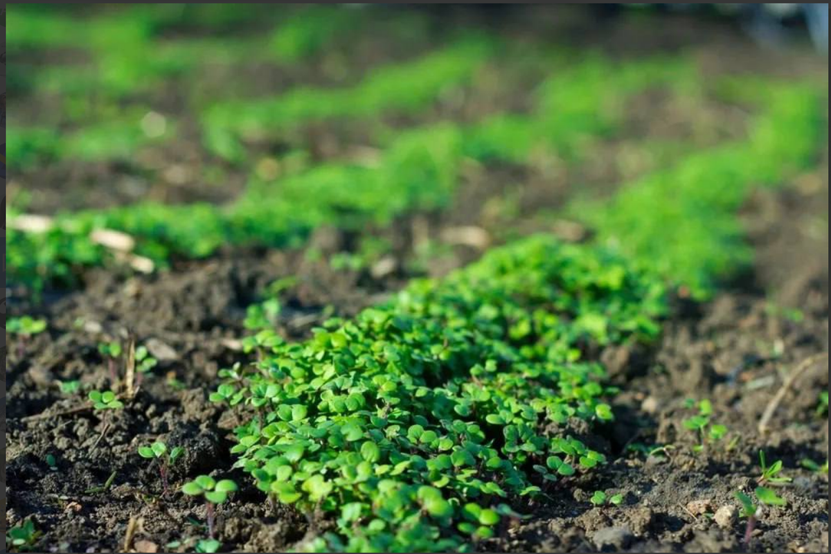 Сидераты - зеленое удобрение от природы