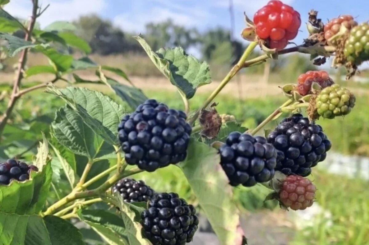    Садоводам Хабаровского края вернут деньги за расходы на борьбу с клещами