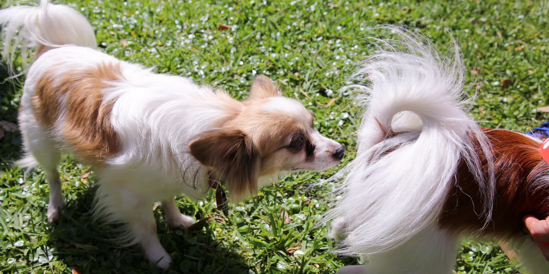 Почему собаки любят нюхать под хвостом?