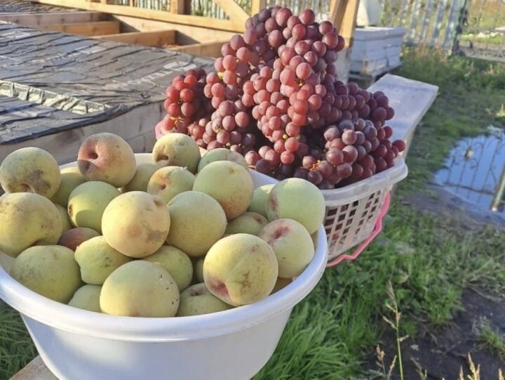    Фото:пресс-служба министерства сельского хозяйства и продовольствия Хабаровского края