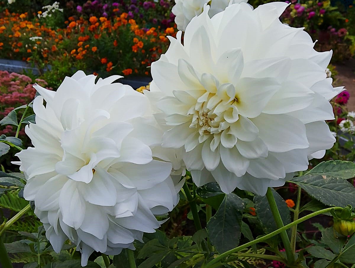 Яндекс Картинки