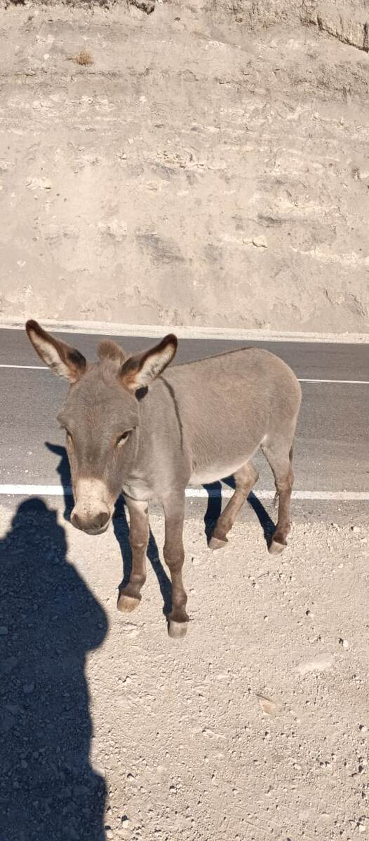 По дороге в горы мы встретили такого милого ослика. 