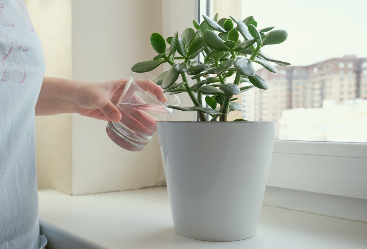 Яндекс. Картинки