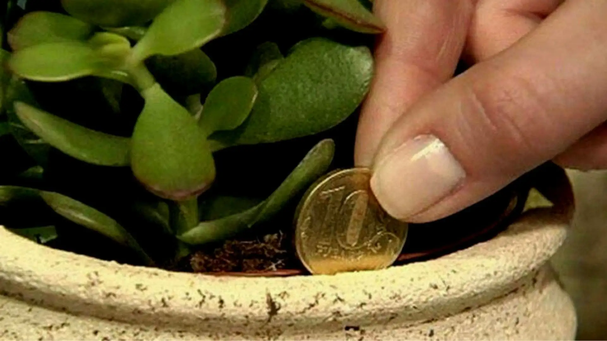 Яндекс. Картинки