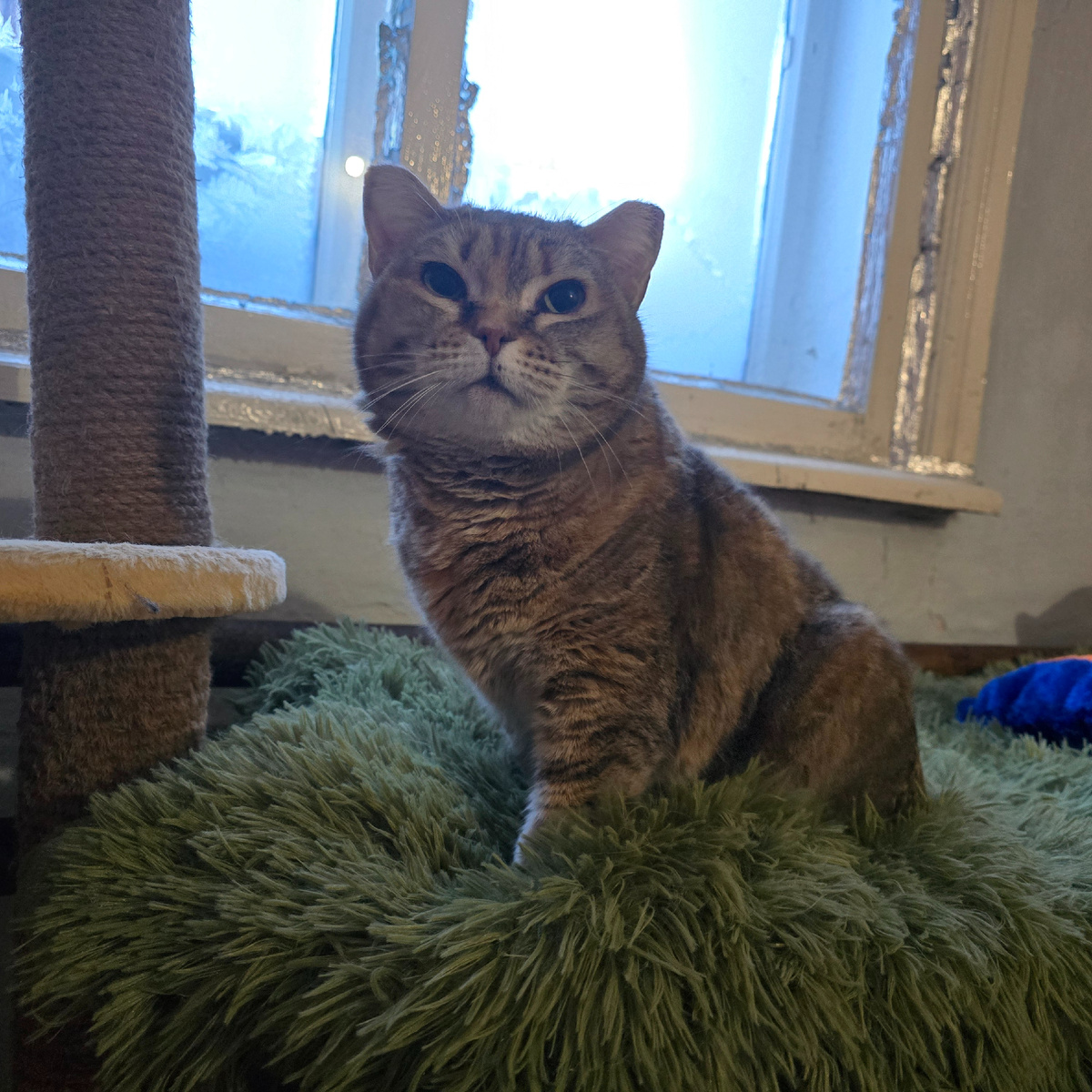 гордая полосатая кошечка сидит у окна