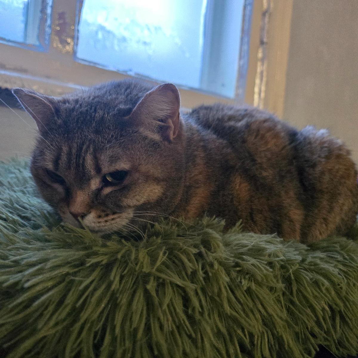 усталая кошка лежит свернувшись калачиком