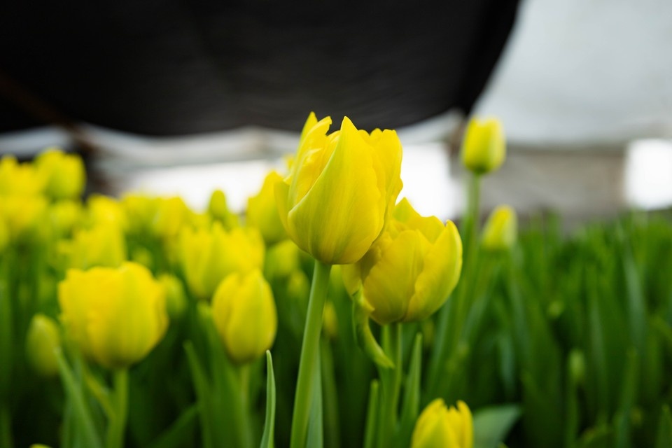   Любовь ЛАНЧЕВА