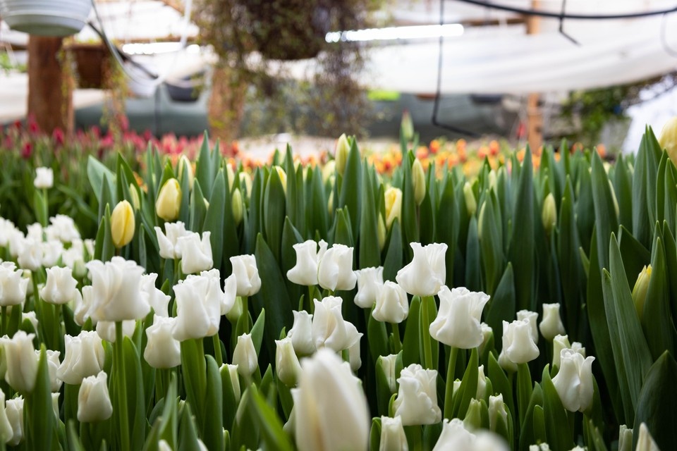   Любовь ЛАНЧЕВА