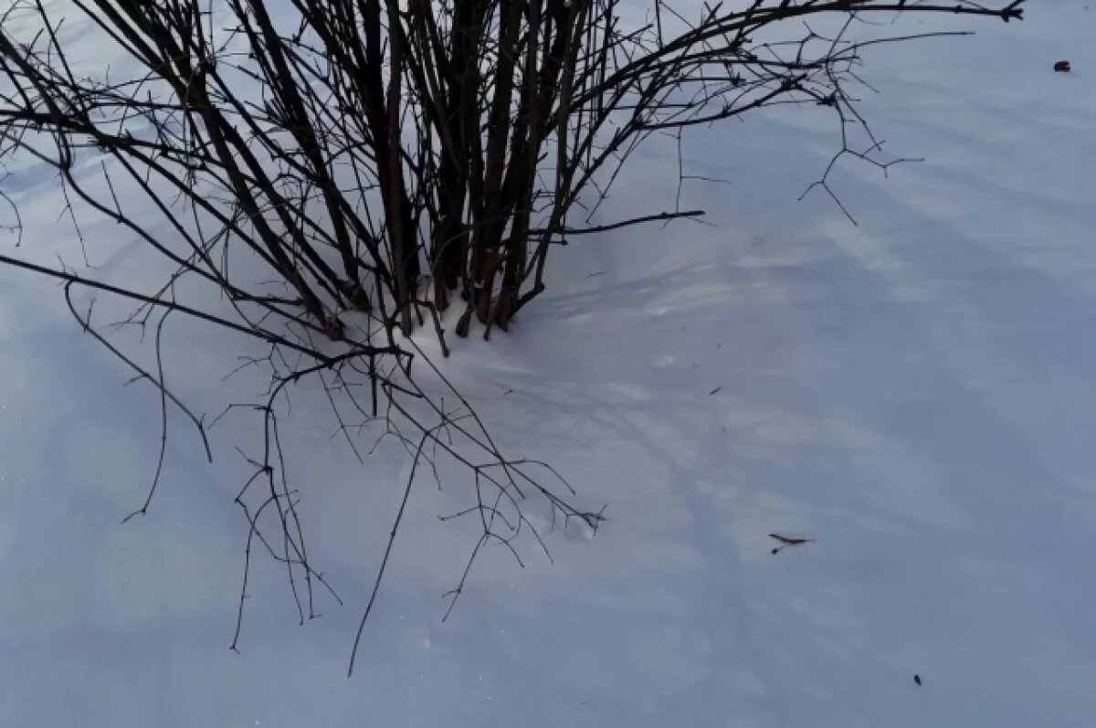    Синоптики назвали дату, когда в Омске начнут таять сугробы