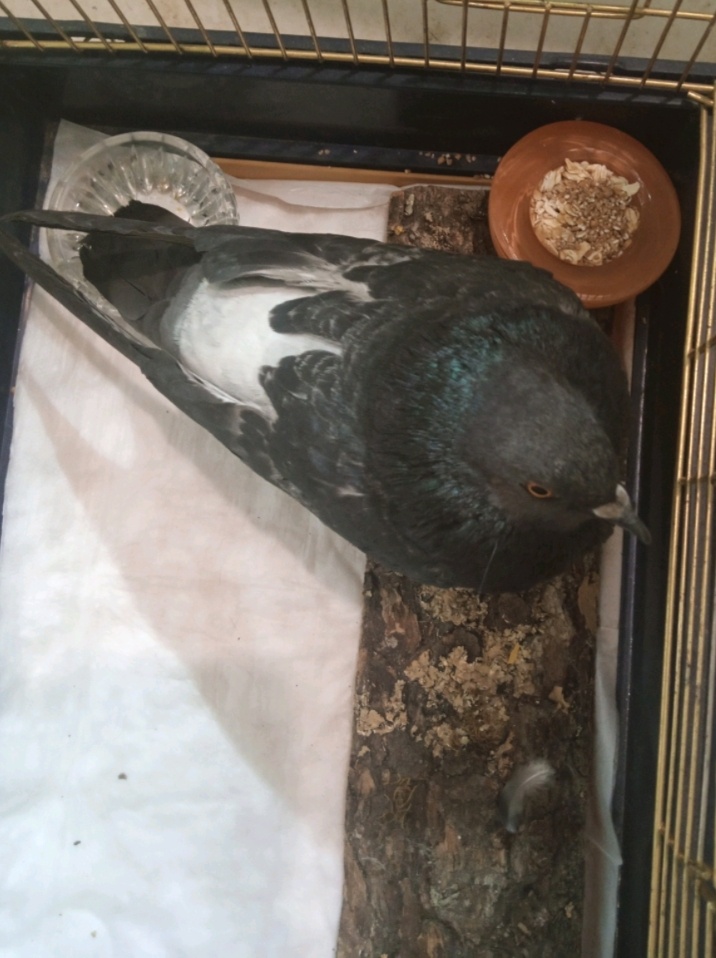 Голубю нравится сидеть на досточке.(фото моё). У меня только такая маленькая клетка. Но он пока и не стремится выбраться. Сидит в основном на месте. Кушает и спит.