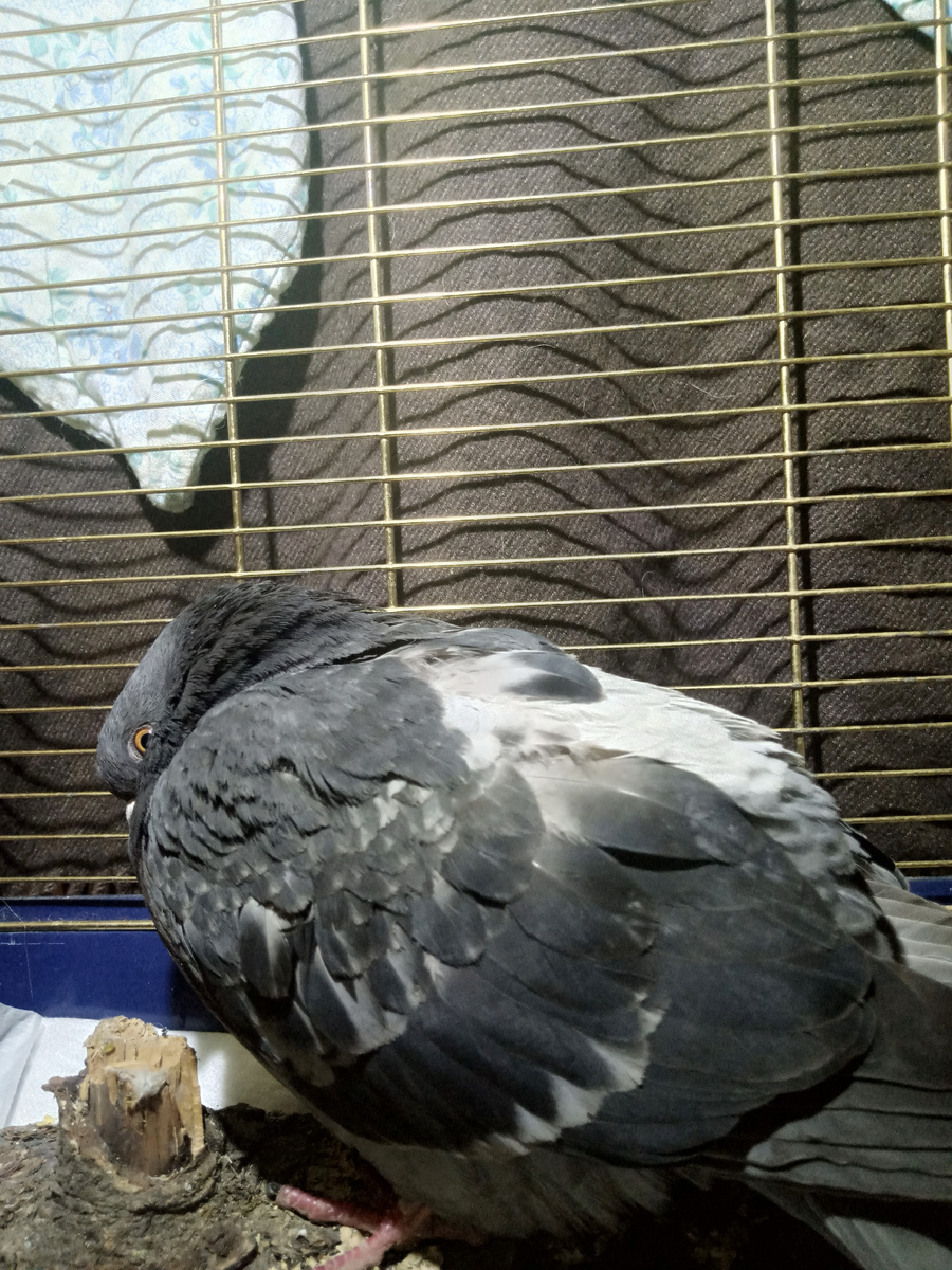 Сердится на меня. (Фото моё)