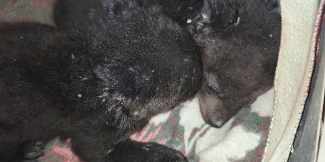 Центр «Тигр» в Приморье принял новых гималайских медвежат-сирот