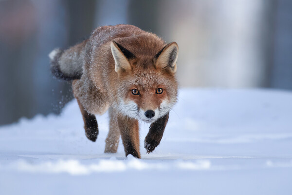 Ve Shandor/Shutterstock/FOTODOM   📷