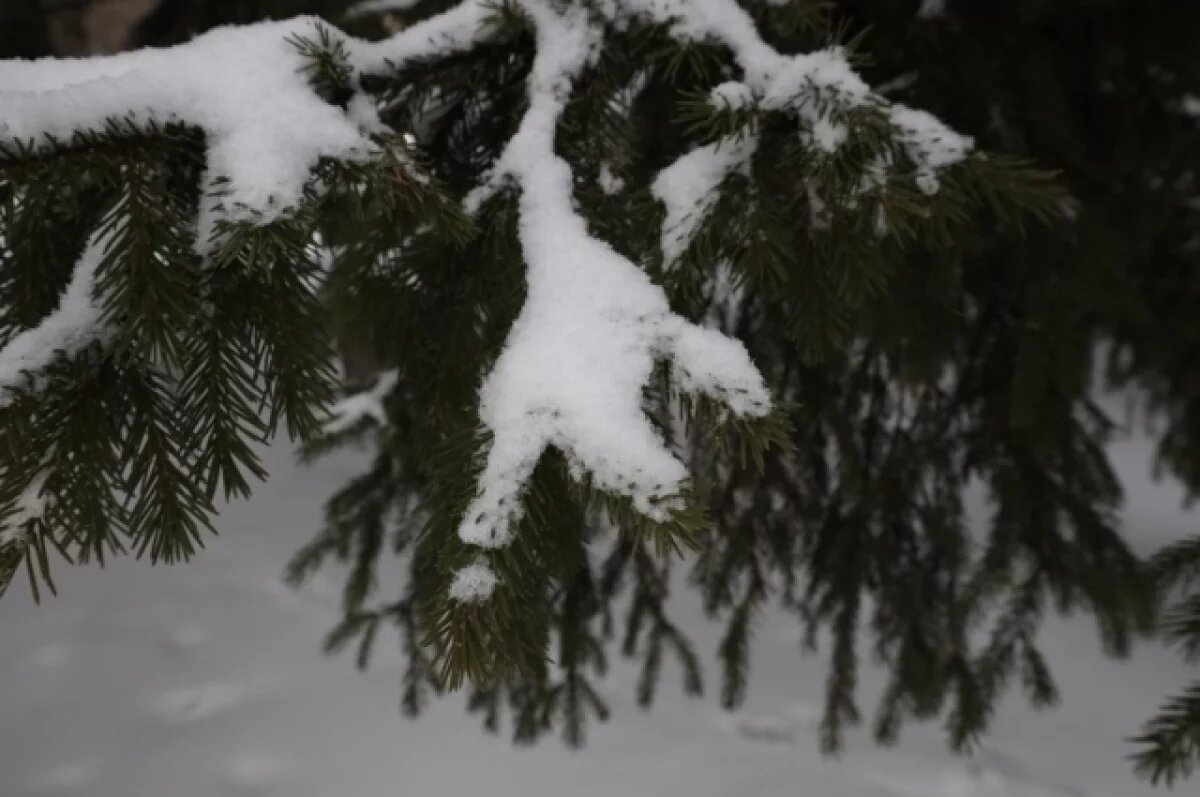   Морозы в Томской области сохранятся