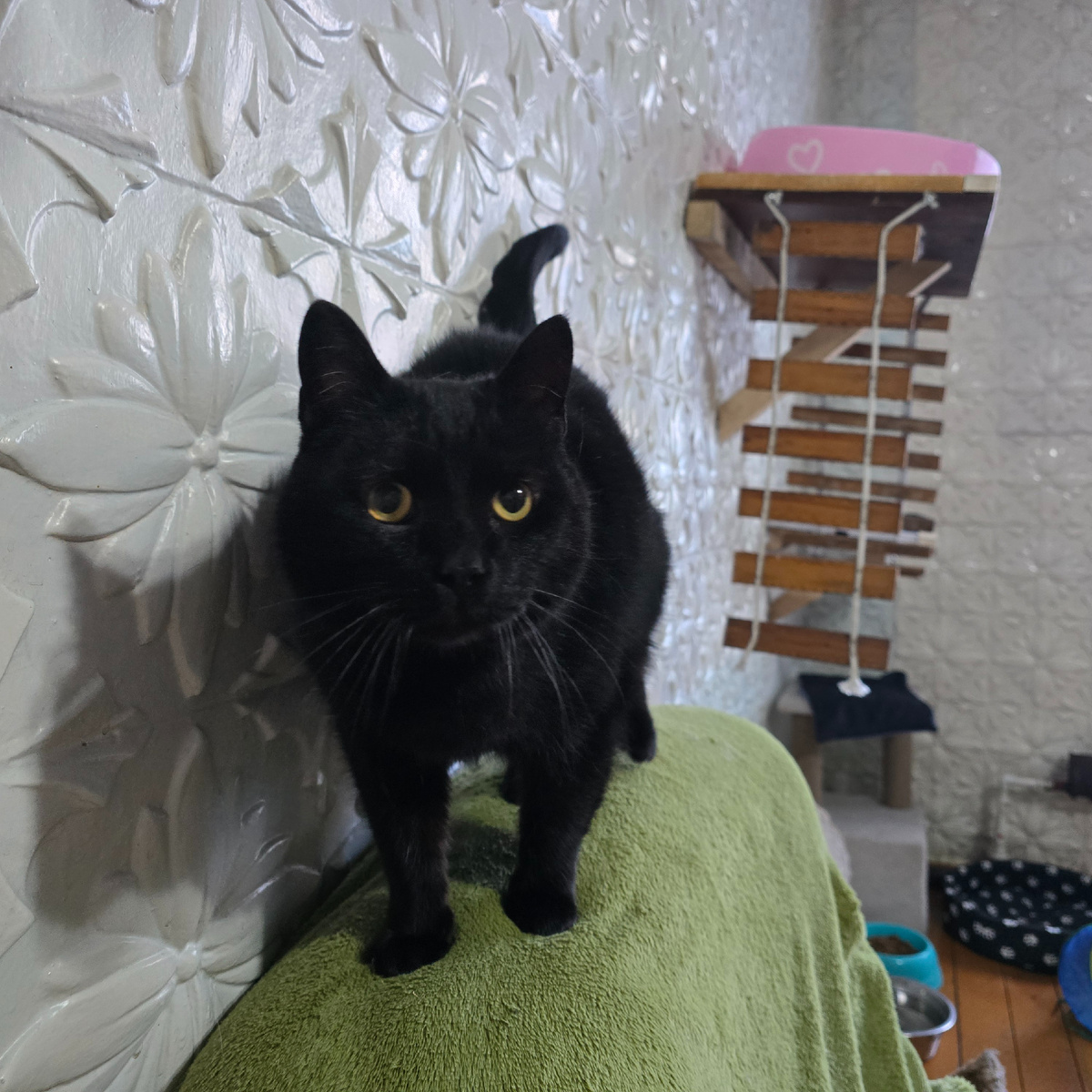 царственная поза на зеленом троне