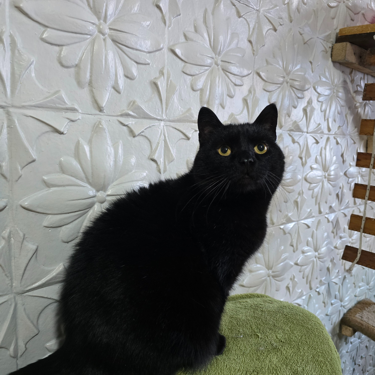 безупречная осанка черного красавца