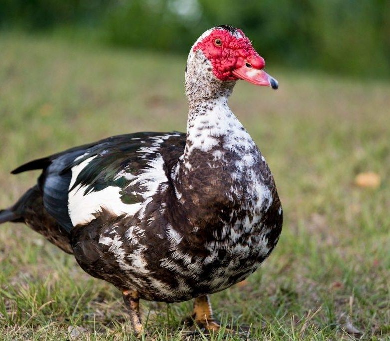 yola.ru мускусная