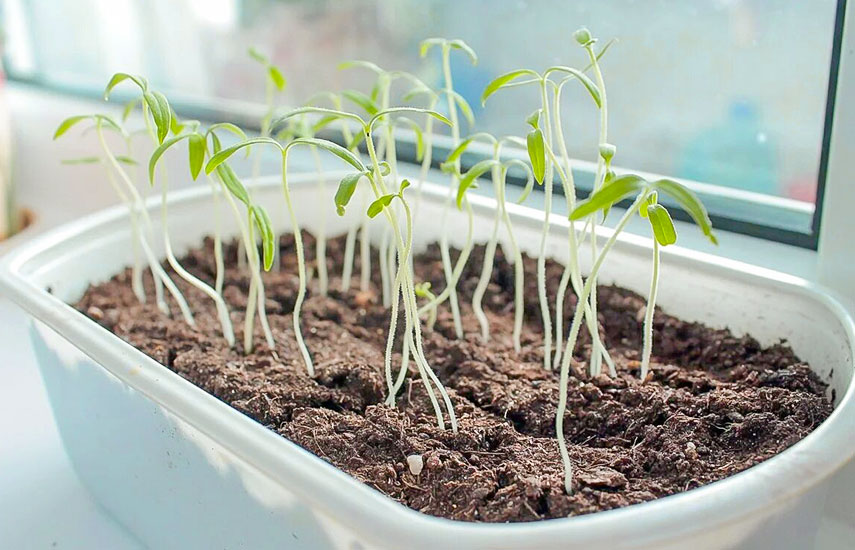 Яндекс. Картинки