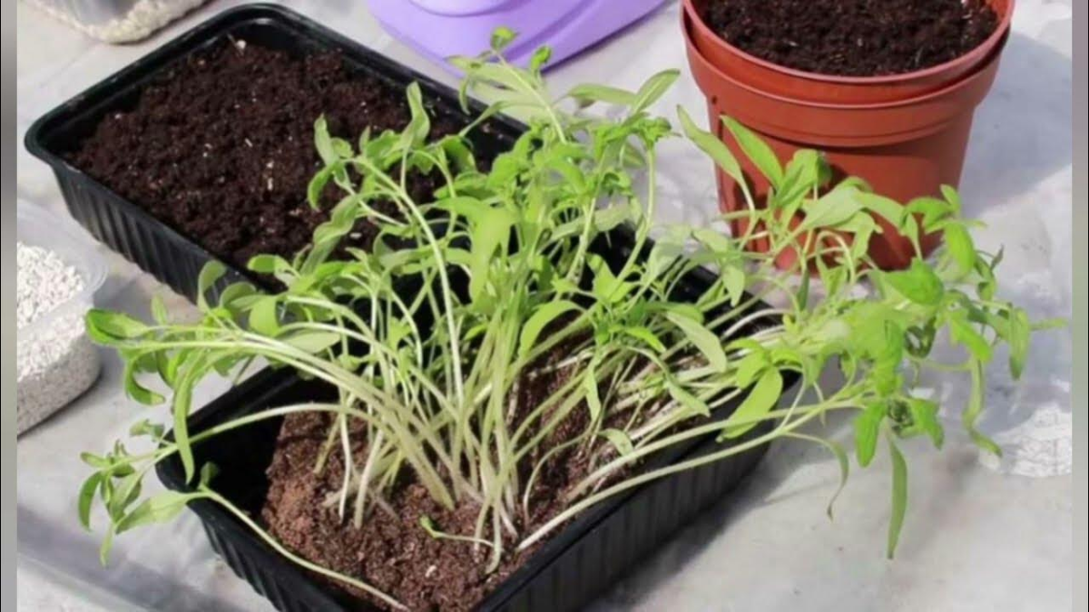 Яндекс. Картинки