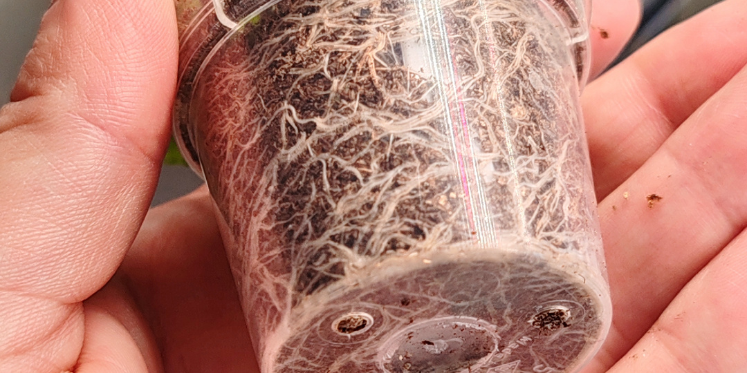 ⚡️🌿 Мой СЕКРЕТ супер-корней для петуний! Проверенный рецепт грунта + альтернативы 🌸