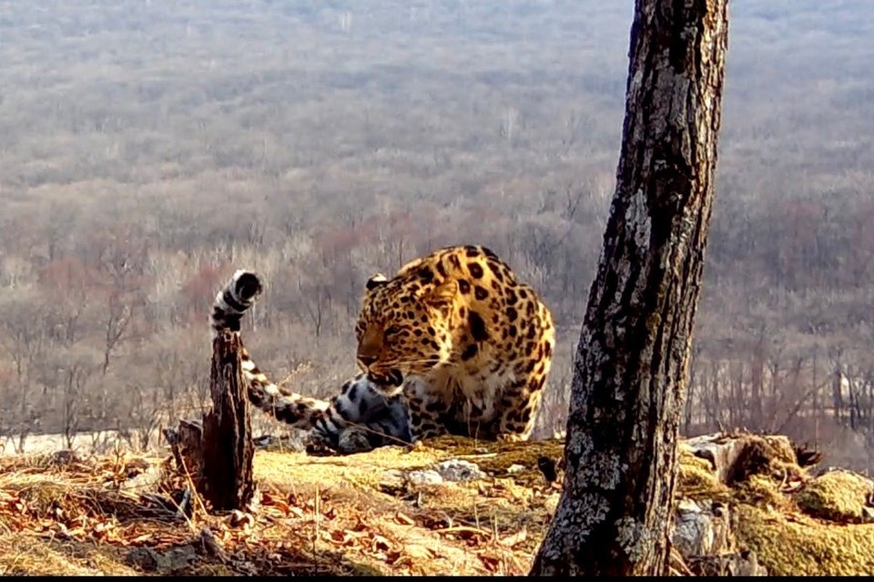    На видео попал пятилетний леопард по номером Leo 257M. Фото: «Земля леопарда»