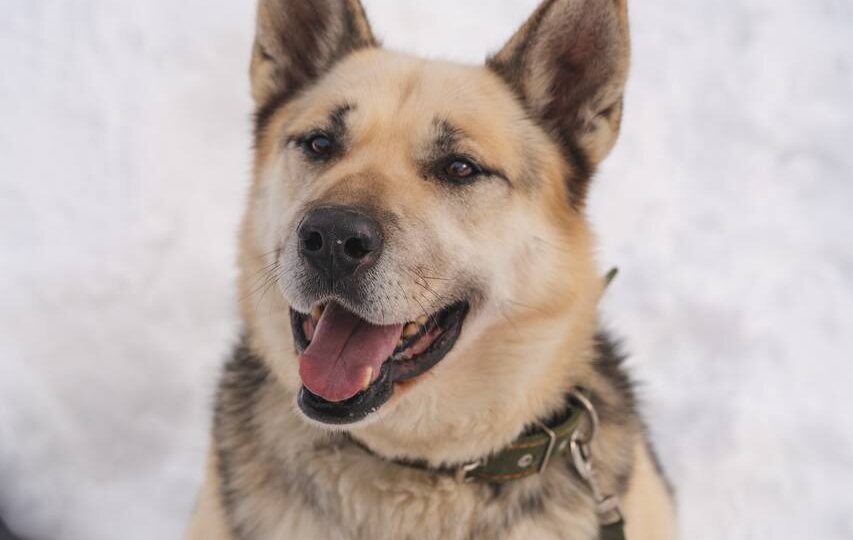 🐕Не просто собака, а друг. Норд ждёт своего человека