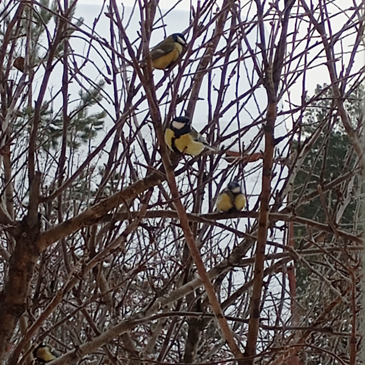 Мои красавчики прилетели чуть свет