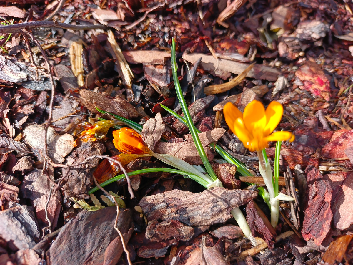 Адлер, ЖК Летняя резиденция, крокусы,  февраль 2026 года.