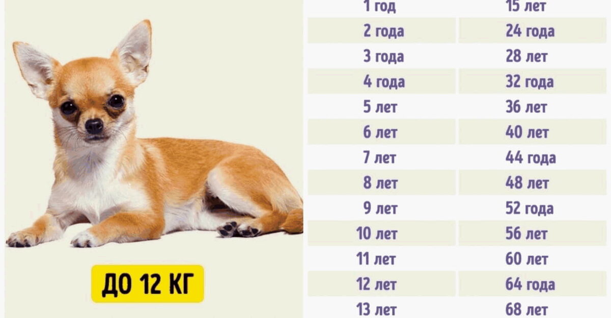 Фотография из интернета