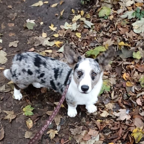 Несквик. https://vk.ru/beliy.lekar