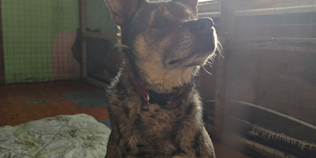 Слышу голоса, но лиц не вижу.