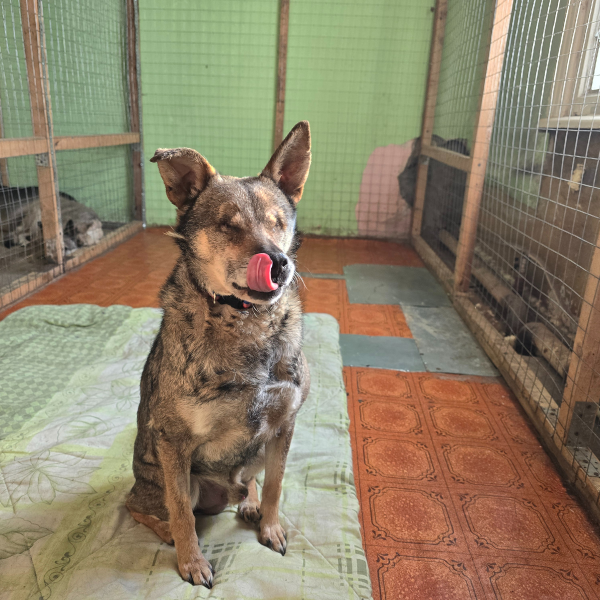 язык радости несмотря ни на что