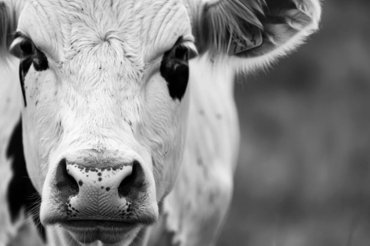    В Сорокинском районе выявили нарушения содержания крупного рогатого скота