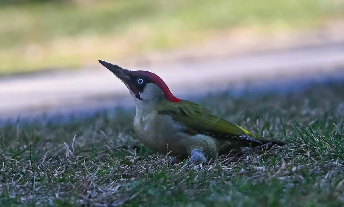    Фото t.me/parkkrd