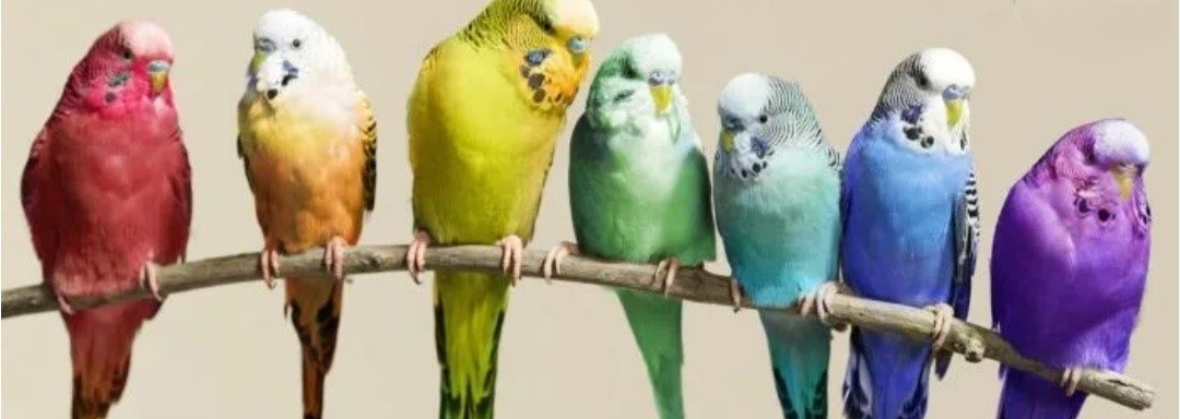 Выбирайте любой любимый цвет