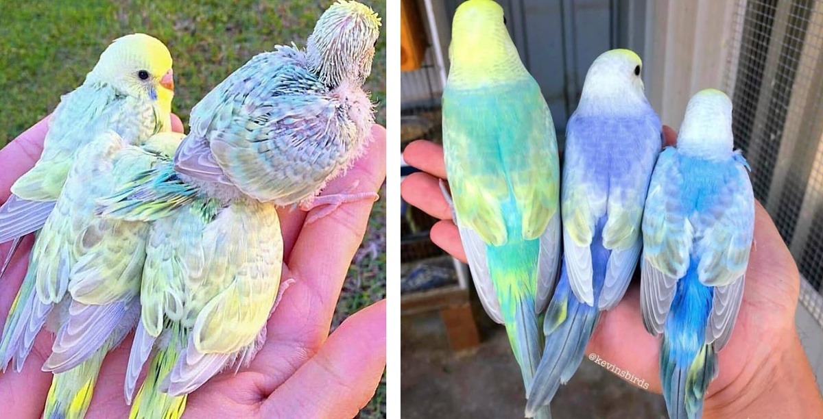 Какие нежные птички, просто загляденье