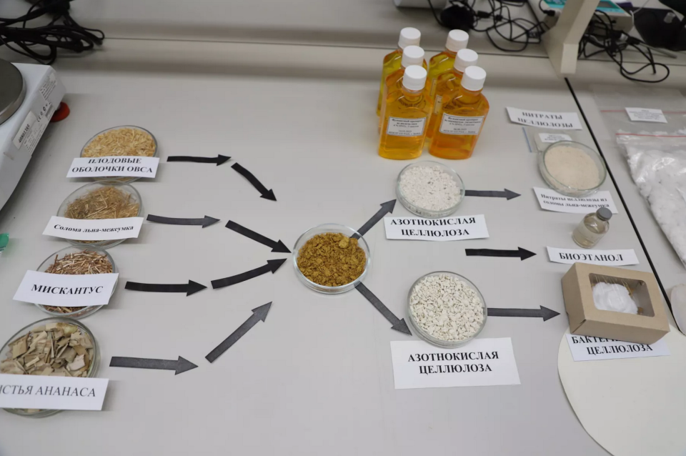    Целлюлоза. Источник: Сергей Кульгин / "Бийский рабочий"
