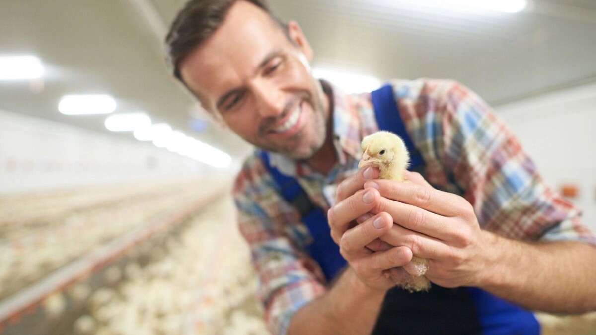    В продукции «Ростовского бройлера» выявили бактерии рода сальмонеллы   gpointstudio / freepik