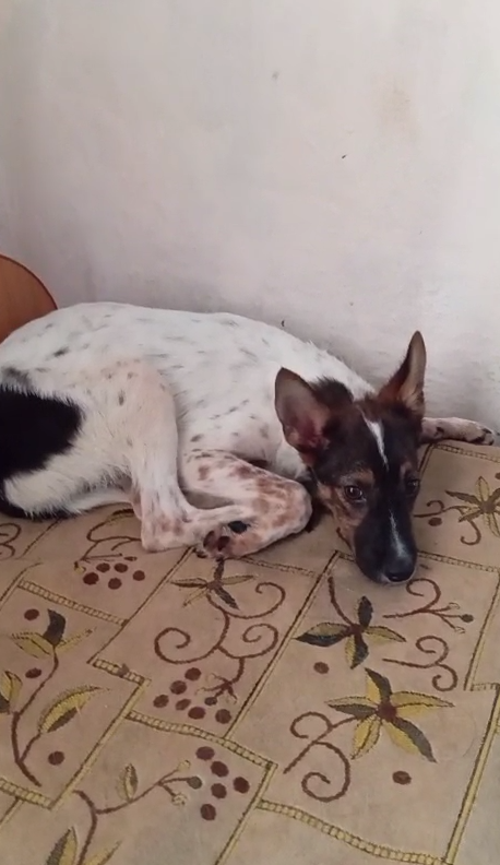 В прошлом году энтеритом заболел Симба