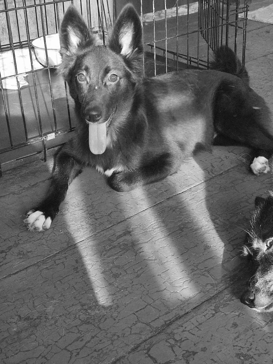 Юночка, наша заводная девчонка, не сравилась с молниеносной формой энтерита и убежала на радугу(.