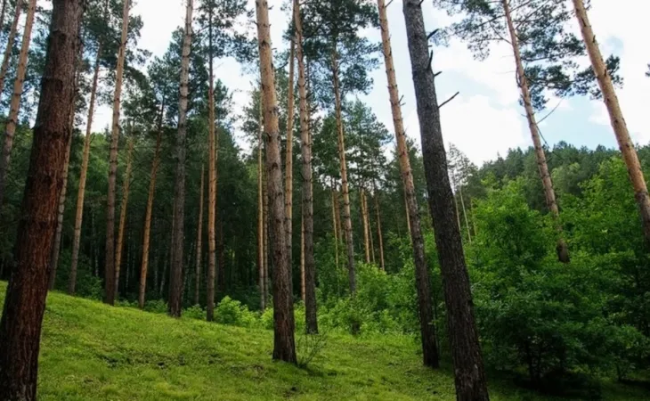 Лес. Фото: Екатерина Смолихина / amic.ru