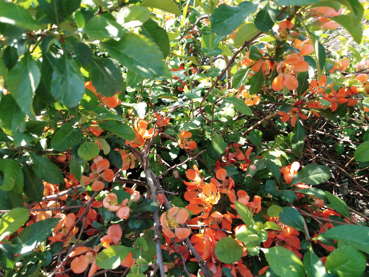 Айва японская, фото автора.